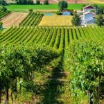 Как выбрать лучшее итальянское вино