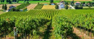 Как выбрать лучшее итальянское вино