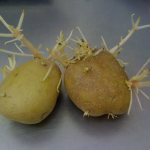 картофельные ростки на водке