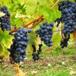 Особенности вина Каберне-Совиньон
