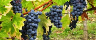 Особенности вина Каберне-Совиньон