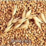 Пшеница ячмень кукуруза