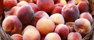 Рецепт наливки из персиков