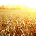 Рецепт самогона: из пшеницы и не только