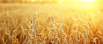 Рецепт самогона: из пшеницы и не только